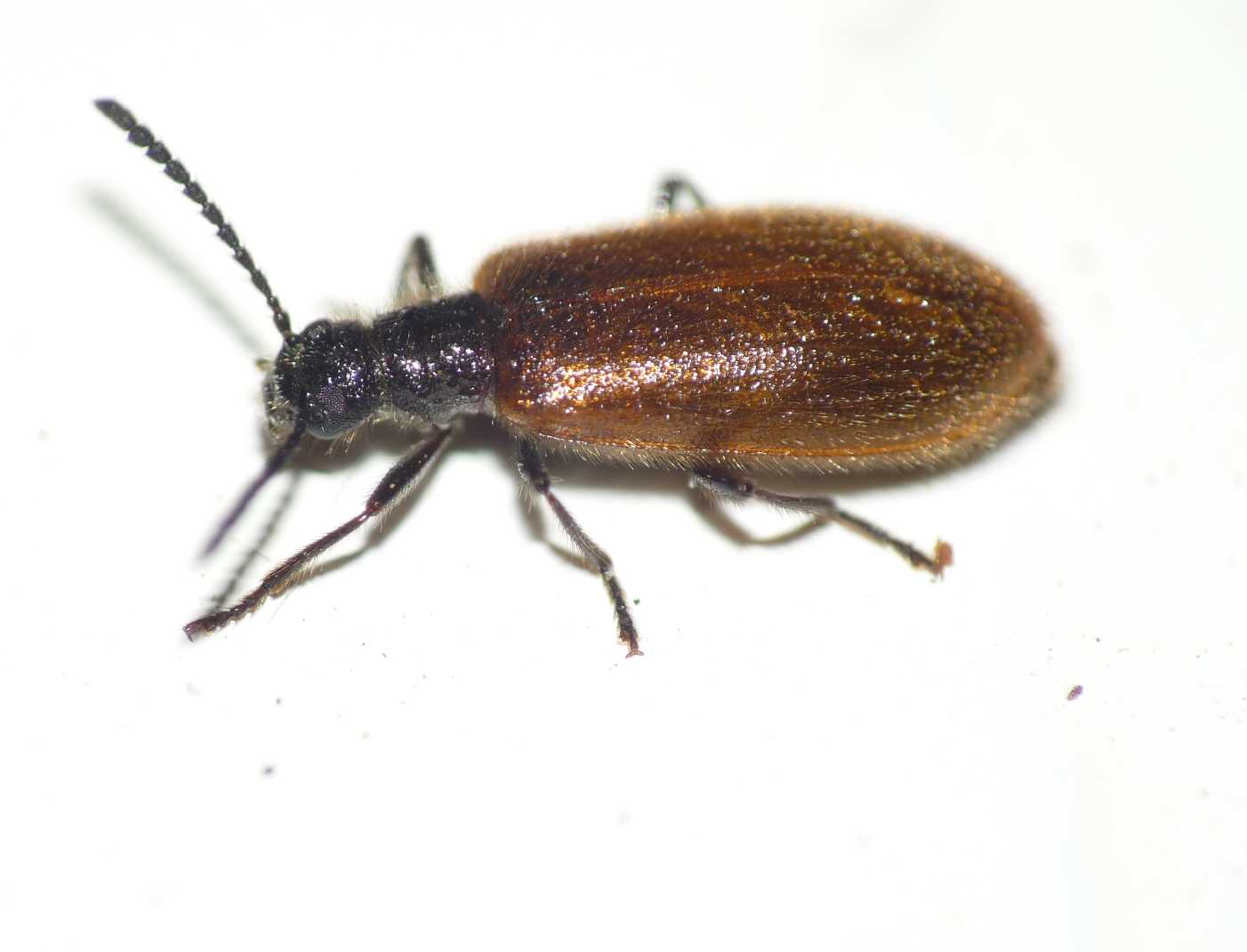 Raduno di Laghria hirta